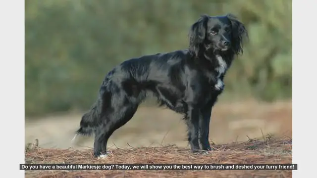 Video thumbnail for How to Brush and Deshed Your Markiesje Dog: Essential Tips!