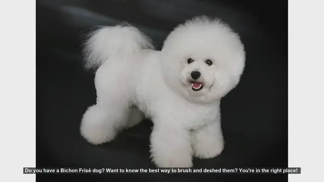 Video thumbnail for How to Brush and Deshed Your Bichon Frisé: Essential Tips
