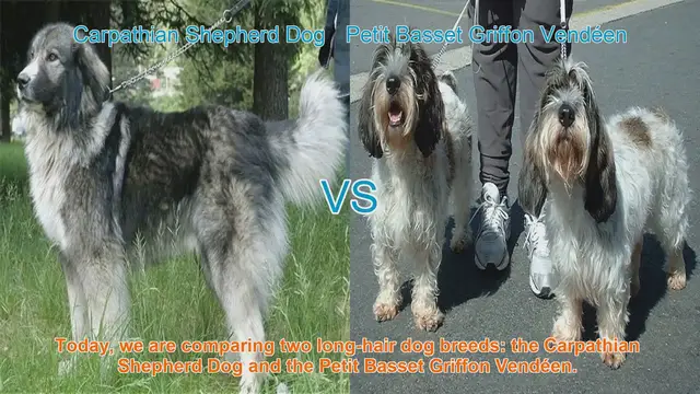 Video thumbnail for Comparing Carpathian Shepherd Dog and Petit Basset Griffon Vendéen