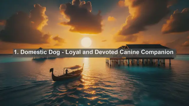 Video thumbnail for Discover Botswana's Top 10 Favorite Pets: Your Guide to Furry Companions!