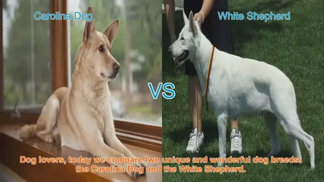 Video thumbnail for Carolina Dog vs. White Shepherd: A Comparison of Two Remarkable Dog Breeds