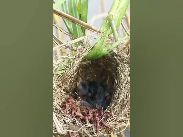'Video thumbnail for Babies Bird Cries Feed Eat (EP-81)  #birds #nature #birdfeeding #birdwatching'