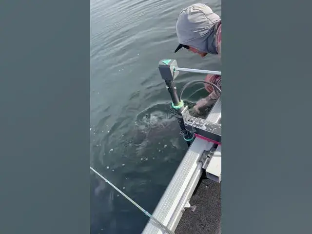Video thumbnail for 43.25-Inch Idaho State Record Lake Trout Released 😮🔥