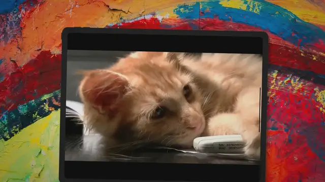 'Video thumbnail for 7 Ways to Secure Cat In Car With Leash (You Should Know!)'