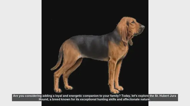 Video thumbnail for Meet the St. Hubert Jura Hound: The Perfect Blend of Loyalty and Energy