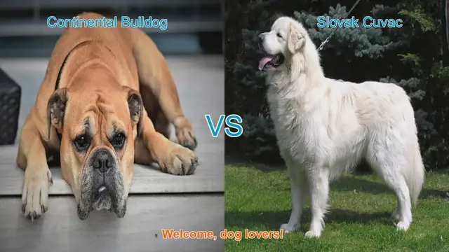 Video thumbnail for Comparing Continental Bulldog and Slovak Cuvac: A Detailed Analysis