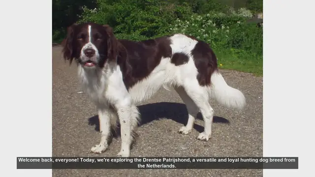 Video thumbnail for Drentse Patrijshond: Pros and Cons of This Versatile Hunting Dog