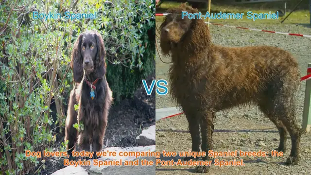 Video thumbnail for Boykin Spaniel vs. Pont-Audemer Spaniel: A Comparison of Two Unique Breeds