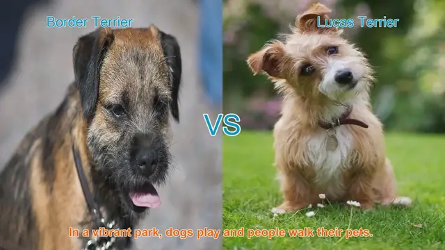Video thumbnail for Border Terrier vs. Lucas Terrier: A Comparison of Two Adorable Breeds