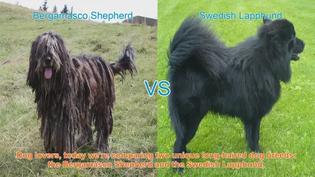 Video thumbnail for Bergamasco Shepherd vs. Swedish Lapphund: A Comparison of Long-Haired Dog Breeds