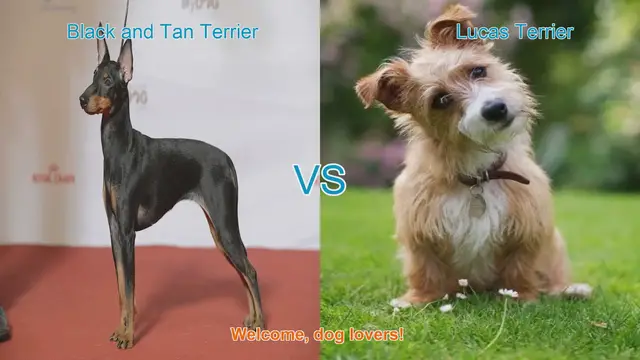 Video thumbnail for Comparing Black and Tan Terrier vs. Lucas Terrier: A Comprehensive Guide