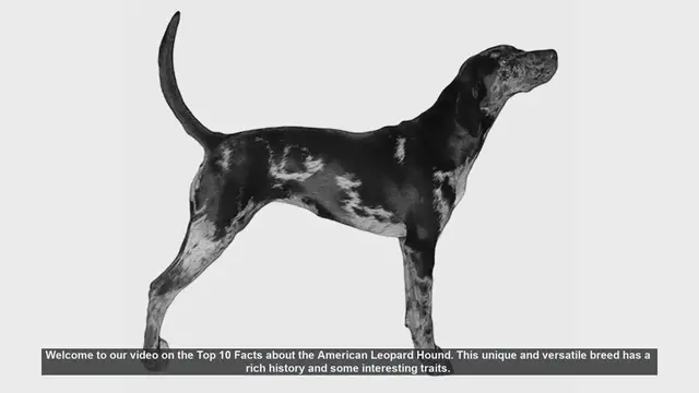 Video thumbnail for Top 10 Fascinating Facts About the American Leopard Hound