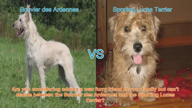 Video thumbnail for Bouvier des Ardennes vs. Sporting Lucas Terrier: Choosing the Right Dog Breed for Your Family