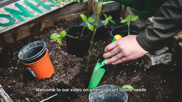 Video thumbnail for When To Plant Lupine Seeds?