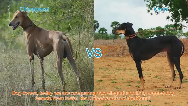 Video thumbnail for Chippiparai vs. Kanni: A Comparison of Elegant Indian Dog Breeds