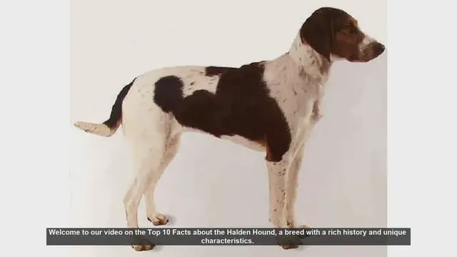Video thumbnail for Top 10 Fascinating Facts About the Halden Hound