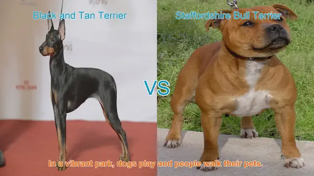 Video thumbnail for Comparing Black and Tan Terrier vs. Staffordshire Bull Terrier: A Guide for Dog Lovers