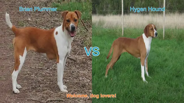 Video thumbnail for Dog Breed Comparison: Brian Plummer Terrier vs. Hygen Hound