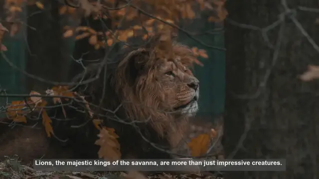 Video thumbnail for Top 10 Lion Prey: How Predation Shapes Ecosystems