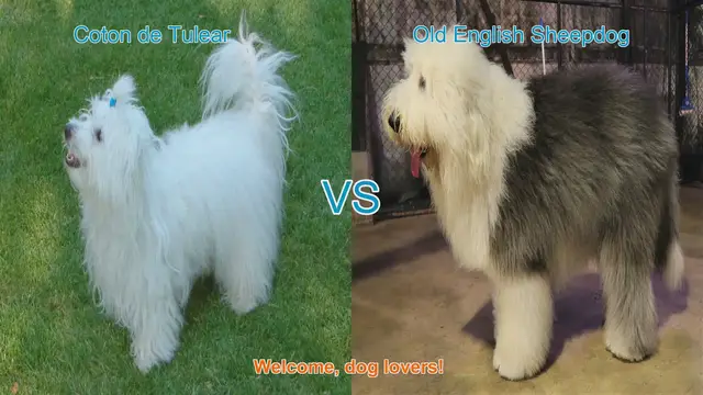 Video thumbnail for Coton de Tulear vs. Old English Sheepdog: A Comprehensive Comparison