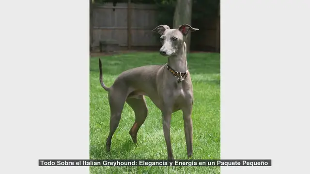 Video thumbnail for Todo Sobre el Italian Greyhound: Elegancia y Energía en un Paquete Pequeño