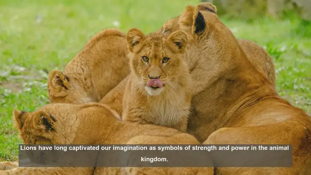 Video thumbnail for Top 10 Strongest Lions Ever Documented