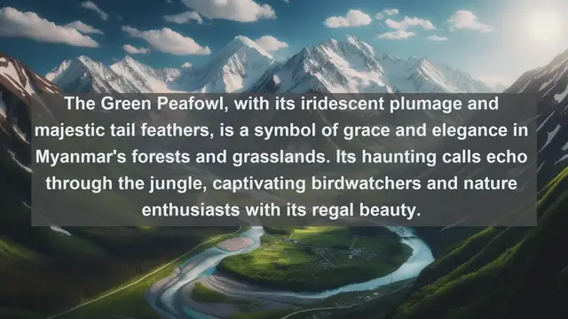 Video thumbnail for Wings of Myanmar: Discover the Top 10 Native Birds of the Golden Land