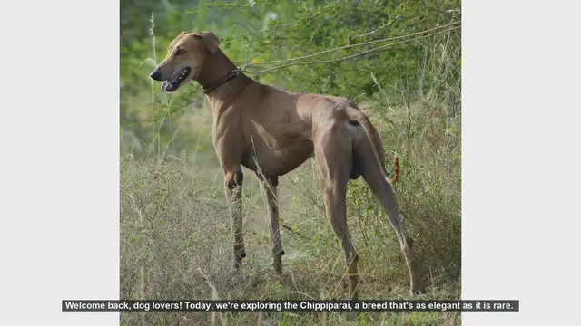 Video thumbnail for Chippiparai Dog Breed: Pros and Cons of Owning This Elegant Canine