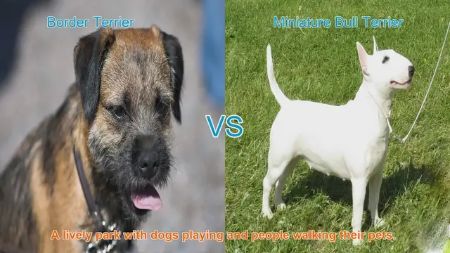 Video thumbnail for Border Terrier vs. Miniature Bull Terrier: A Breed Comparison