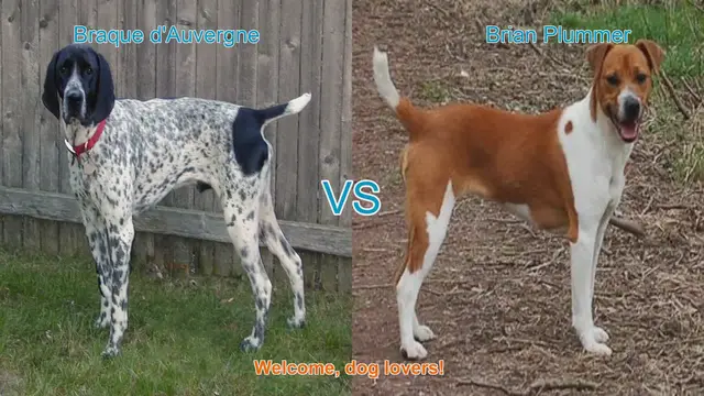 Video thumbnail for Braque d'Auvergne vs. Brian Plummer Terrier: A Dog Breed Comparison