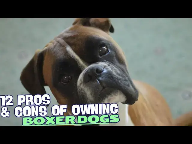 Video thumbnail for 12 Pros & Cons of Owning a Boxer Dog🐶