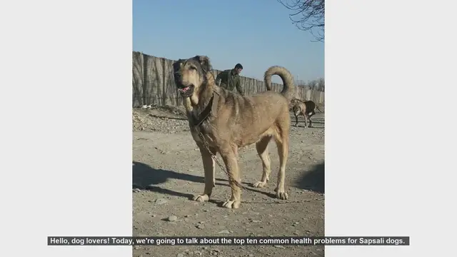 Video thumbnail for Top 10 Common Health Problems in Sapsali Dogs