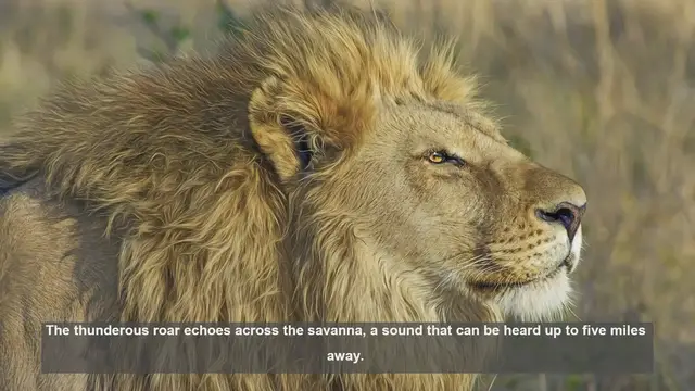 Video thumbnail for 10 Unique Features of Lion Prides: Social Big Cats