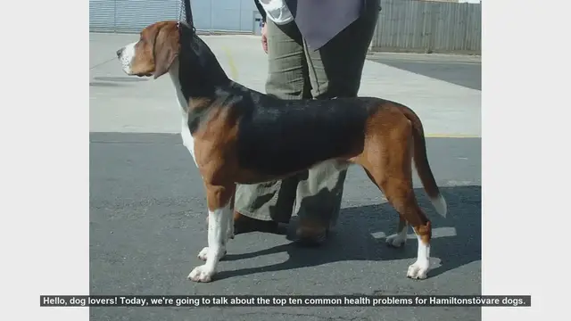 Video thumbnail for Top 10 Health Problems in Hamiltonstövare Dogs: Prevention and Care Tips