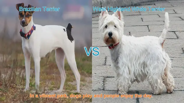 Video thumbnail for Brazilian Terrier vs. West Highland White Terrier: A Breed Comparison