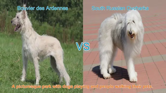 Video thumbnail for Exploring the Bouvier des Ardennes and South Russian Ovcharka Dog Breeds