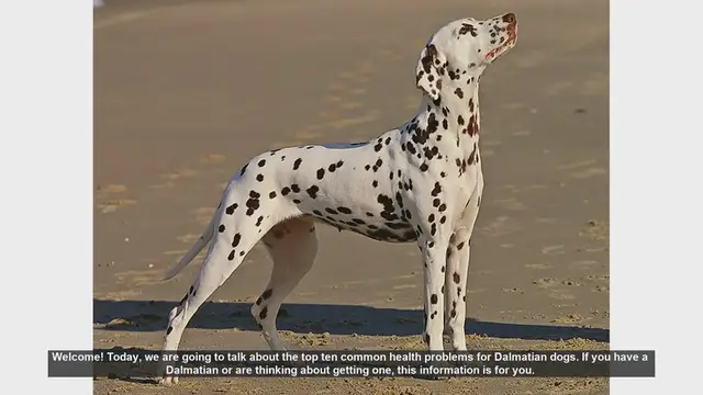 Video thumbnail for Top 10 Common Health Problems in Dalmatian Dogs