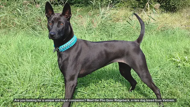 Video thumbnail for Discover the Phu Quoc Ridgeback: A Unique and Loyal Companion