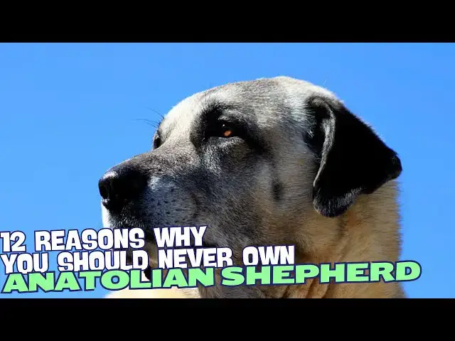 Video thumbnail for 12 Reasons Why You Should Never Own an Anatolian Shepherd🐾