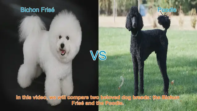 Video thumbnail for Bichon Frisé vs. Poodle: A Comparison of Two Beloved Dog Breeds