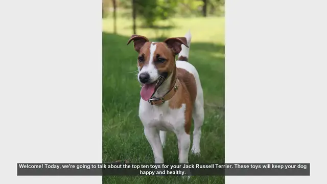 Video thumbnail for Top 10 Toys for Your Jack Russell Terrier