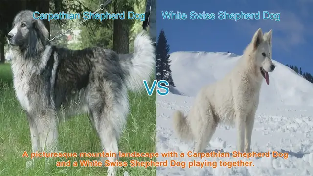 Video thumbnail for Comparing Carpathian Shepherd Dog and White Swiss Shepherd Dog
