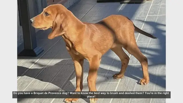 Video thumbnail for How to Brush and Deshed Your Briquet de Provence Dog
