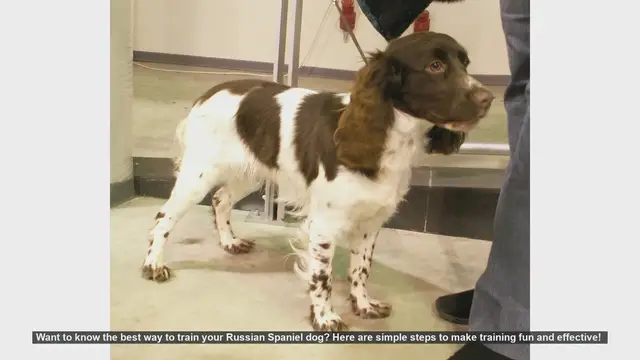 Video thumbnail for Effective Training Tips for Your Russian Spaniel