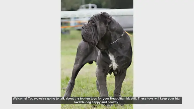 Video thumbnail for Top 10 Toys for Your Neapolitan Mastiff: Keep Your Big Dog Happy and Healthy!
