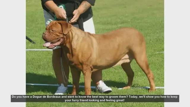 Video thumbnail for Ultimate Grooming Guide for Your Dogue de Bordeaux