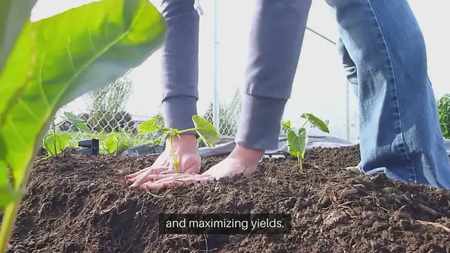 Video thumbnail for How to Plan an Outdoor Vegetable Garden Layout