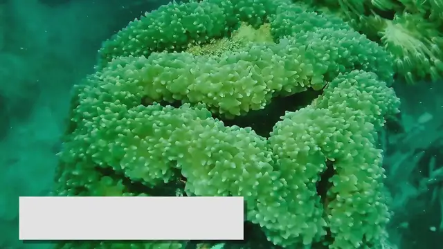 'Video thumbnail for Fish for Small Aquariums: Choosing the Right Species'