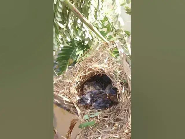 Video thumbnail for wild small baby birds (EP-51)  #birds #nature #birdfeeding #birdwatching  #birdslover #babybirds