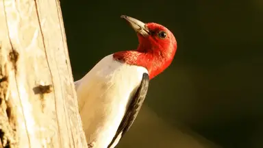 'Video thumbnail for 9 Woodpecker Species in Pennsylvania: A Guide to Identification and Observation'